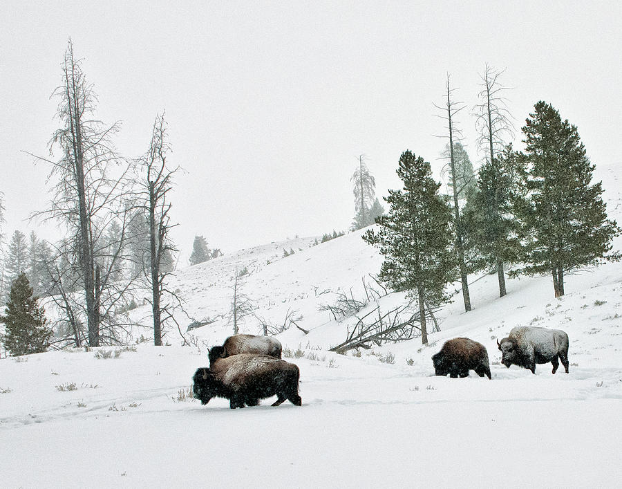 Bison Photograph - Bison in Winter by Roy Nierdieck Bison Photograph - Bison in Winter by Roy Nierdieck