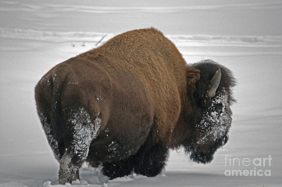 Bison in Yellowstone Photograph by Cindy Murphy - NightVisions