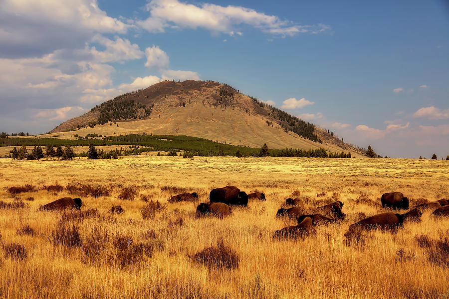 Bison In Yellowstone National Park Photograph by Mountain Dreams