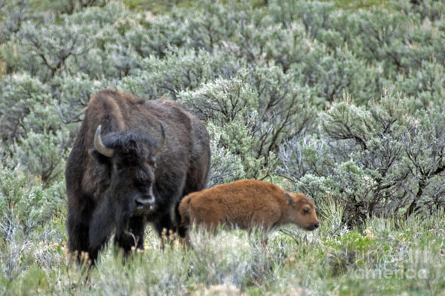Bison in Yellowstone442 Photograph by Cindy Murphy - NightVisions 