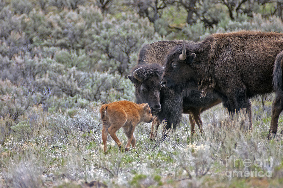 Bison in Yellowstone448 Photograph by Cindy Murphy - NightVisions 