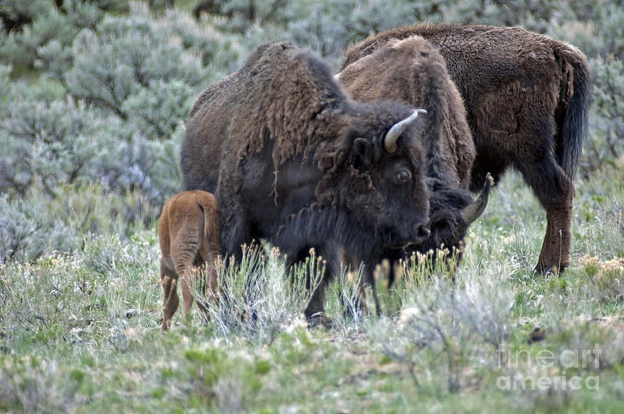 Bison in Yellowstone430 #1 Photograph by Cindy Murphy - NightVisions 
