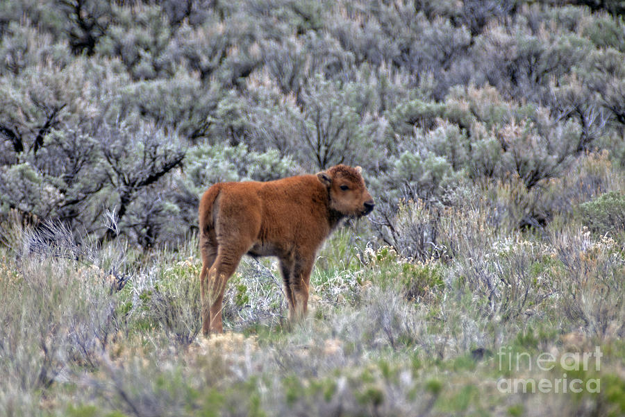 Bison Calf in Yellowstone457 Photograph by Cindy Murphy - NightVisions 