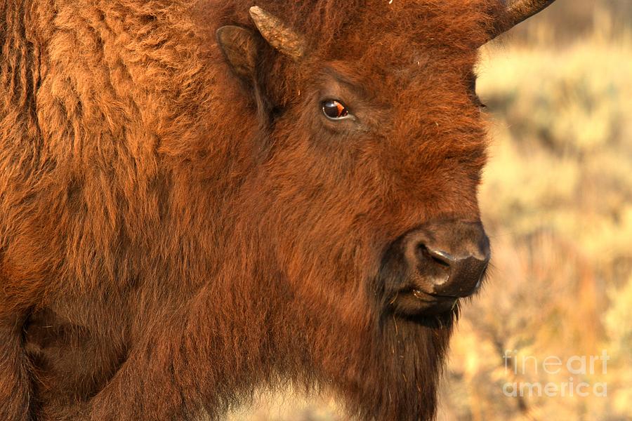 Yellowstone National Park Photograph - Bison Intensity by Adam Jewell