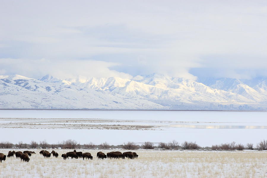 Bison Photograph by Kameron Riddle - Fine Art America