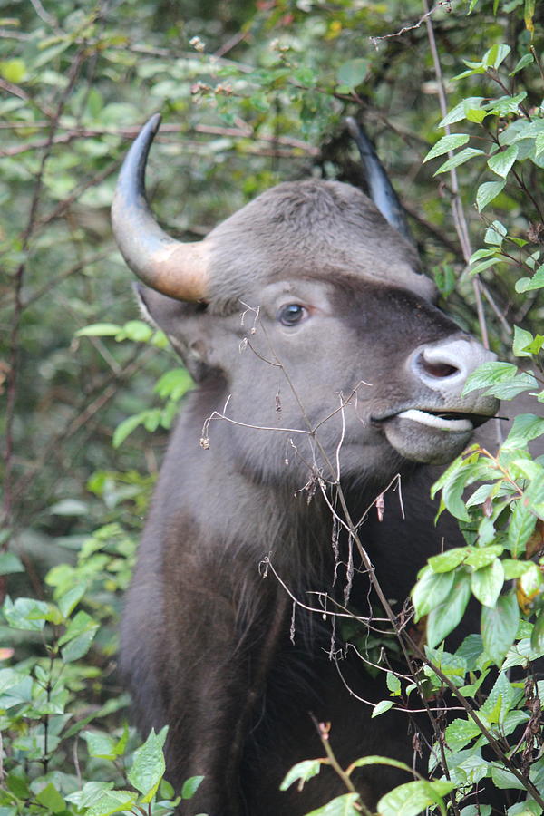 Bison, Kodaikanal Photograph by Jennifer Mazzucco