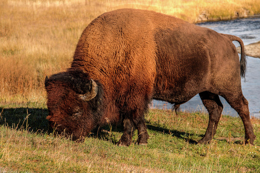 Bison Photograph by Kristina Rinell