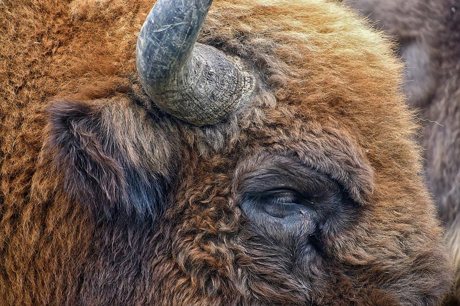 Bison Photograph by Kuni Photography