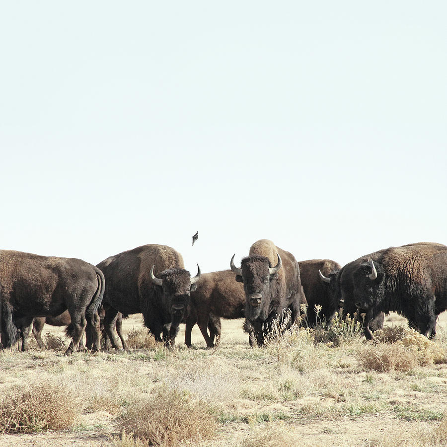 Bison Photograph - Bison by Lauren Mancke
