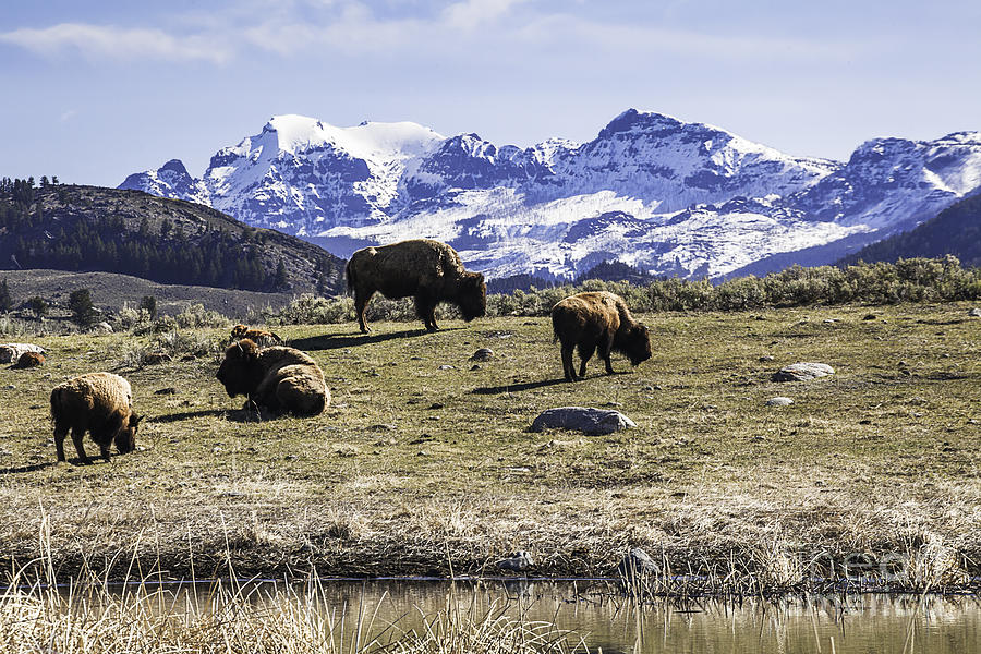 Bison Lounging Around The Pond Photograph