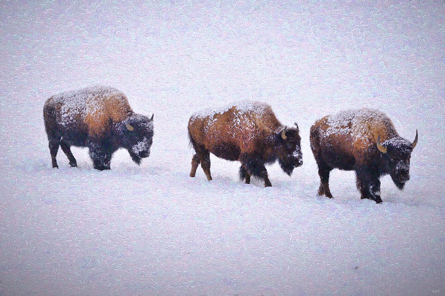 Bison March Impressions Photograph by Greg Norrell