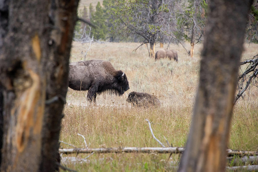 Bison Mom and Baby Photograph by Jennifer Ancker