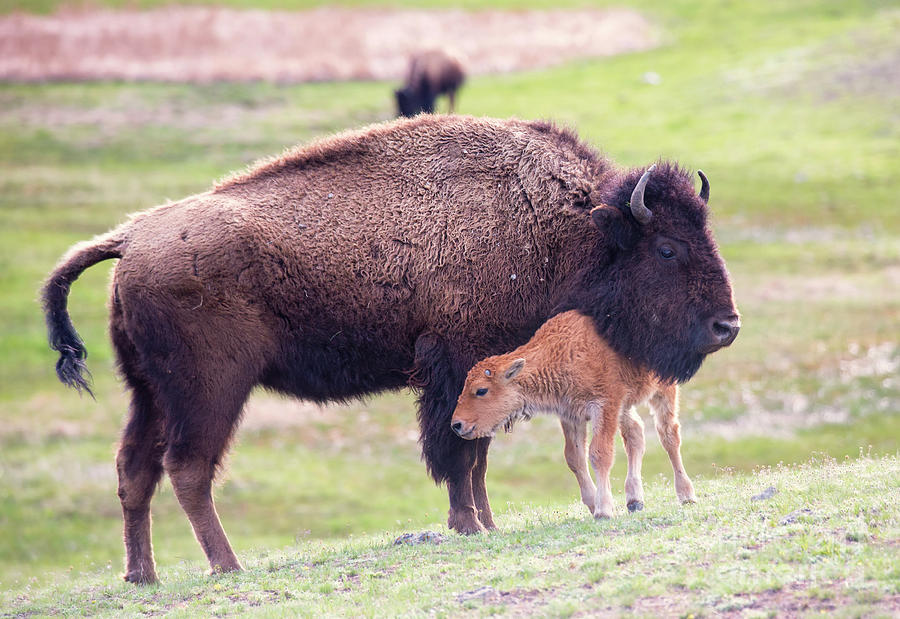 Bison Mom and Calf Photograph by Carolyn Fox - Fine Art America