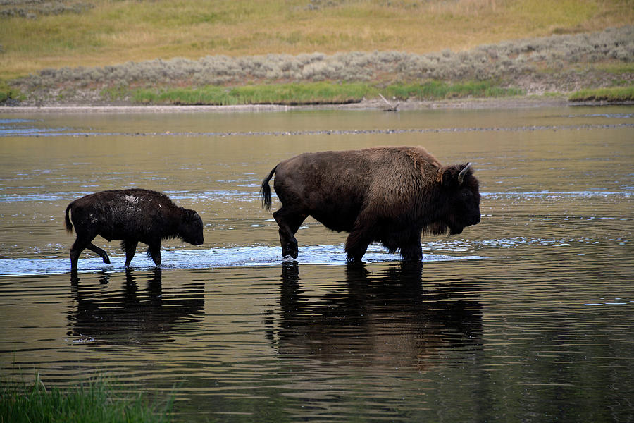 Bison Mom and Calf Crossing Yellowstone River Photograph by Bruce Gourley