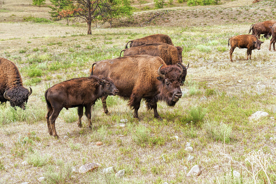 Bison Mom and Son Photograph by John M Bailey
