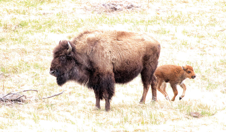 Bison Mother and Calf Photograph by Steve McKinzie