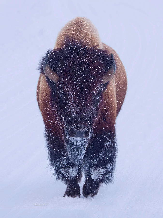 Winters Grace -  Snowy Bison in Yellowstone National Park Photograph by OLena Art by Lena Owens - Vibrant DESIGN