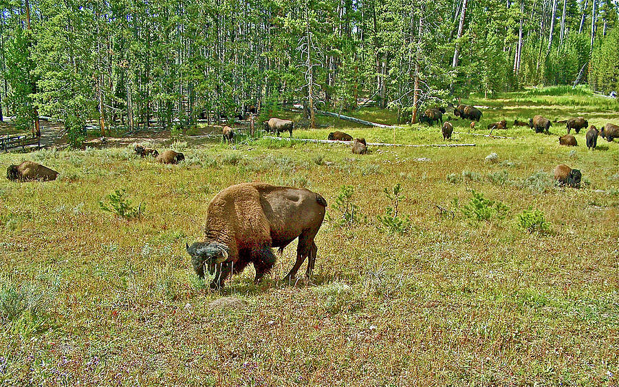 Bison near Artists Point in Yellowstone National Park, Wyoming Photograph by Ruth Hager