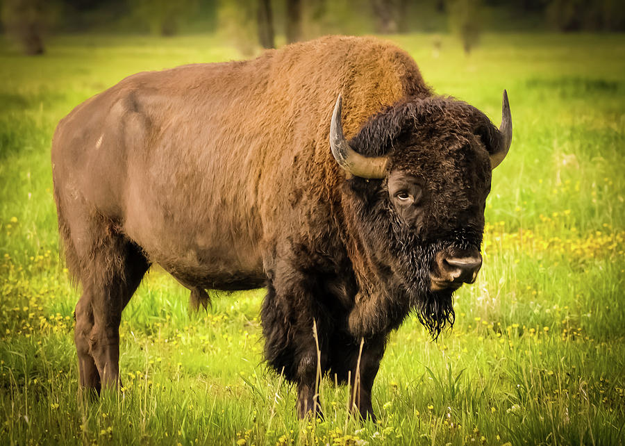 Bison near Mormon Row Painting by Thomas Magnuson | Fine Art America