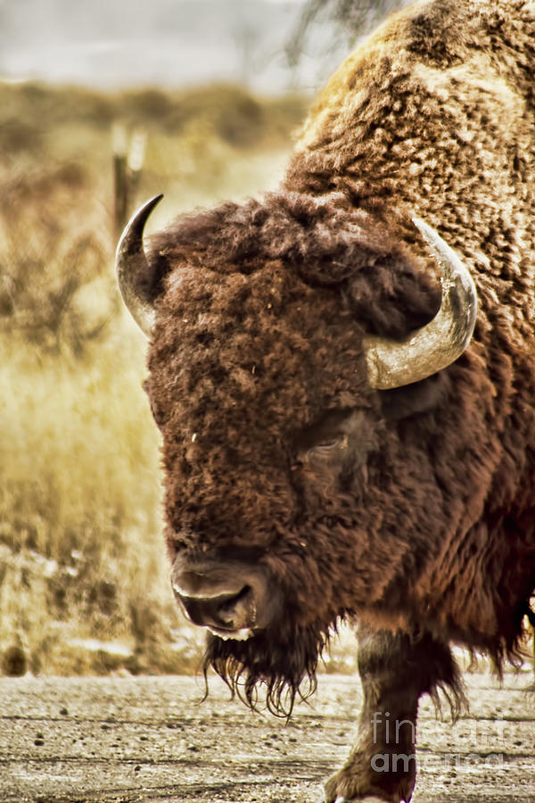 Bison Nod Photograph by Steven Parker