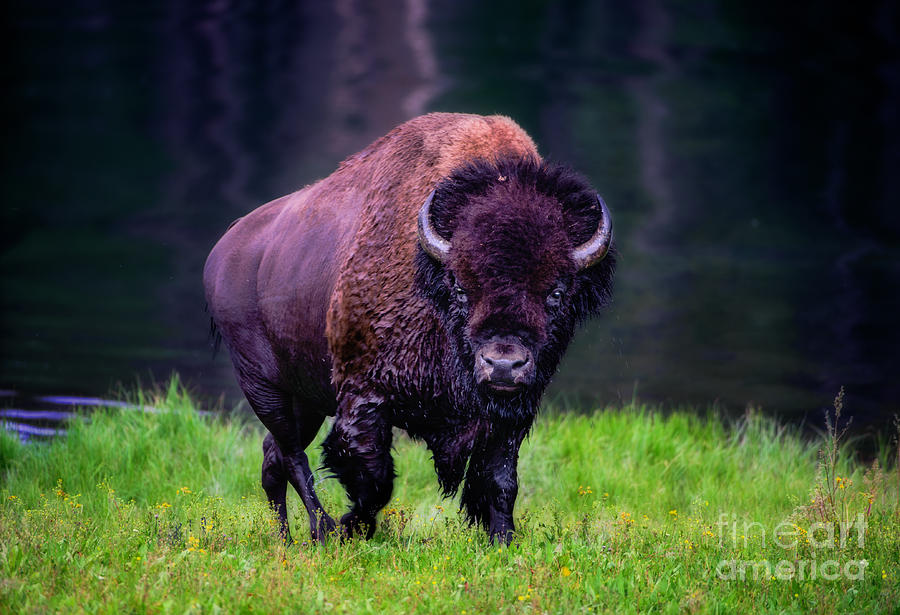 Bison Of Yellowstone Photograph by Jim Hatch
