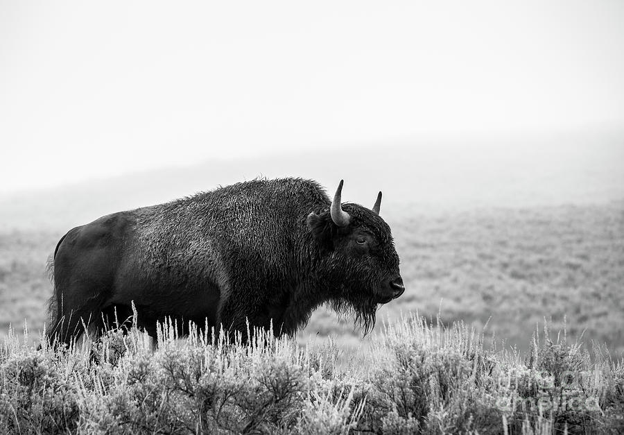 Bison Photograph by Olivier Steiner