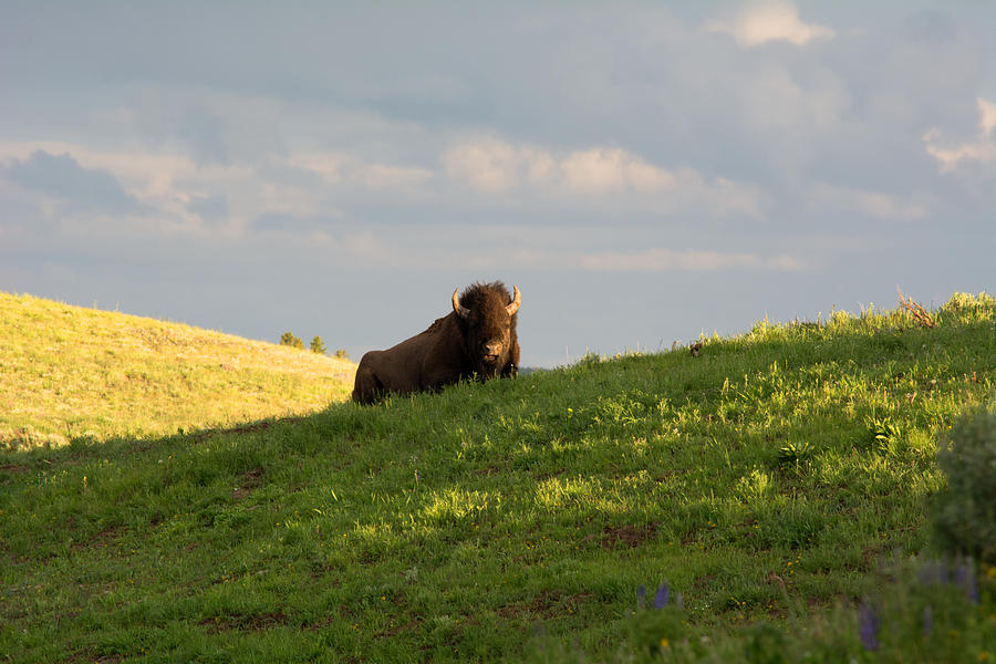 Bison On A Hill Photograph