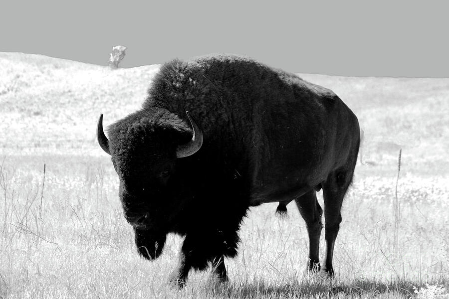Bison On Open Range Photograph by Christiane Schulze Art And Photography