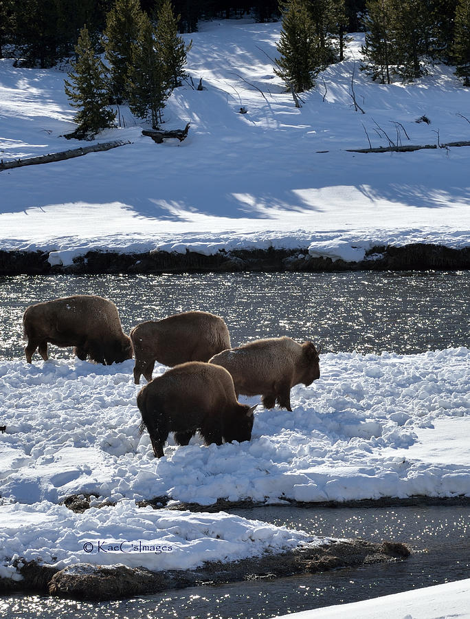 Bison on River Strand Photograph by Kae Cheatham