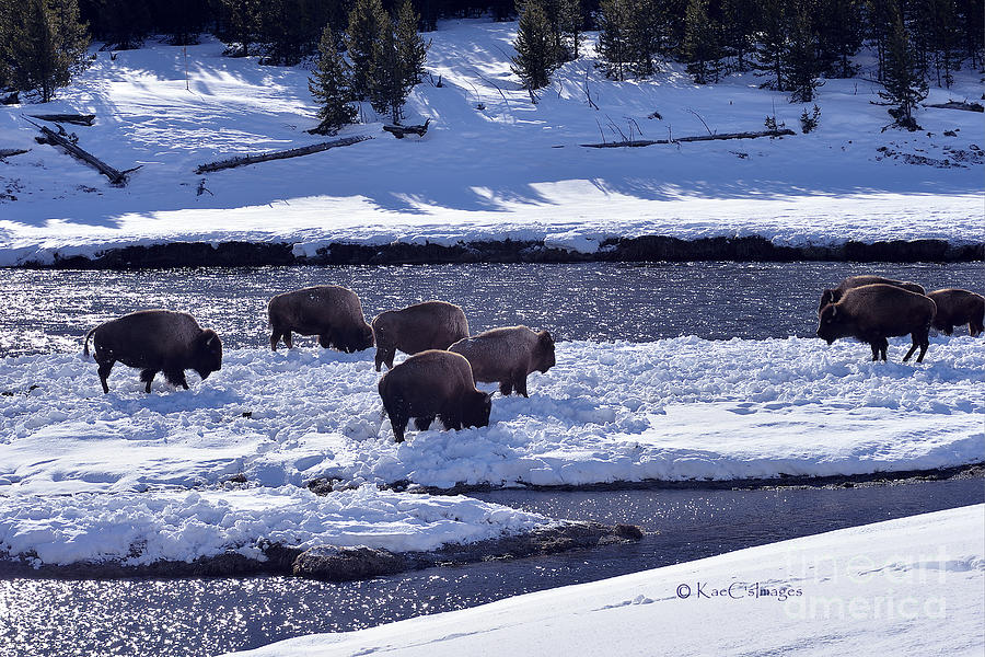 Bison on River Strand Landscape Photograph by Kae Cheatham