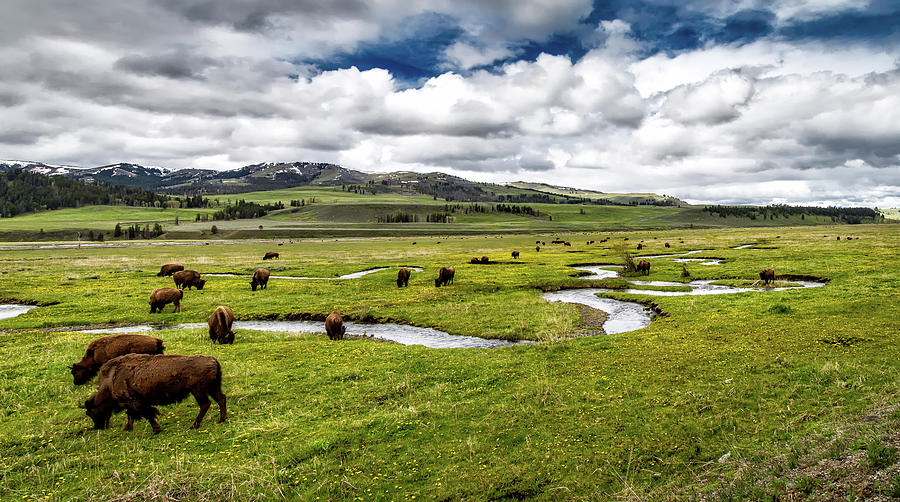 Yellowstone National Park Photograph - Bison on Rose Creek - Yellowstone by Mountain Dreams