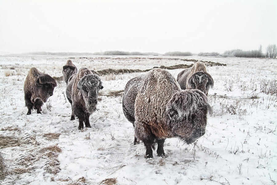 Bison on Snow Photograph by Steve Lucas