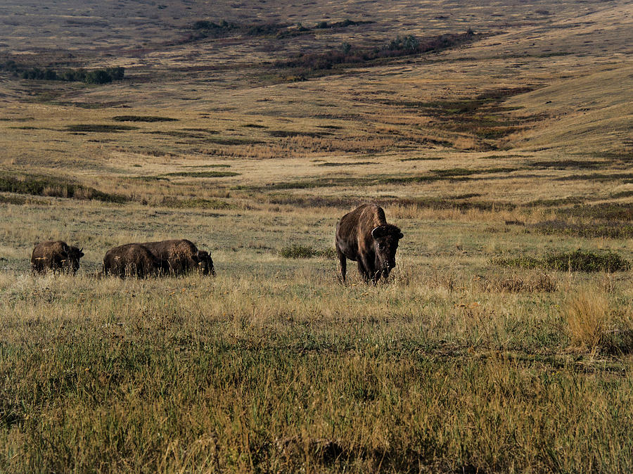 Bison Photograph - Bison on the prairie by Roy Nierdieck Bison Photograph - Bison on the prairie by Roy Nierdieck