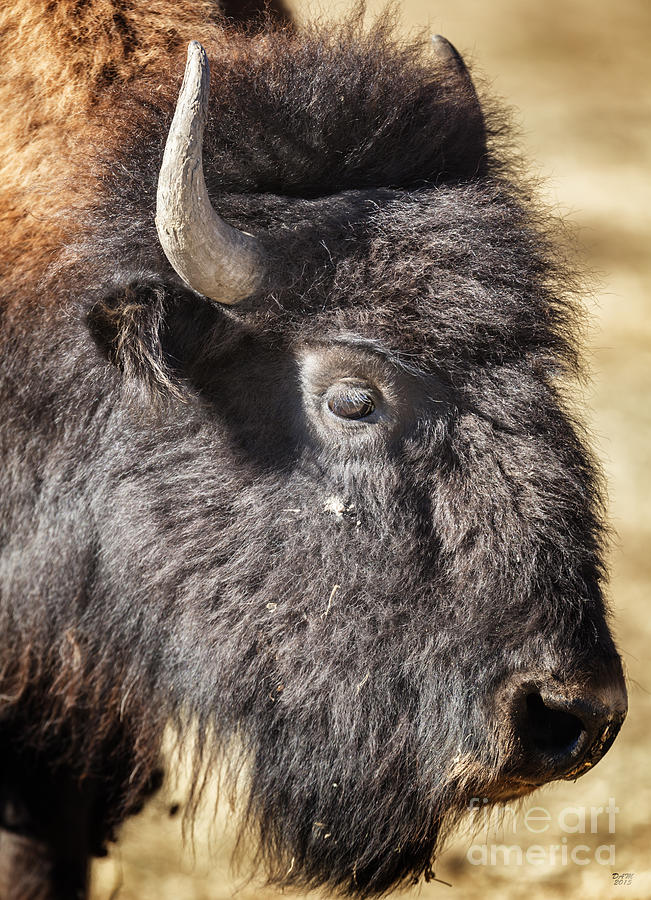 Bison on the Range Photograph by David Millenheft