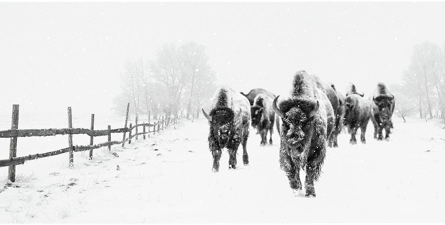 Bison on the Run Photograph by Andrea Kollo