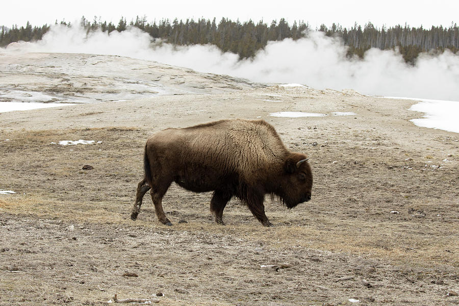 Bison or American buffalo, Old Faithful, Yellowstone National Pa ...