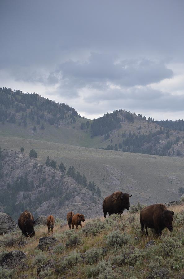 Bison Over the Hill Photograph by Sonja Bratz - Fine Art America