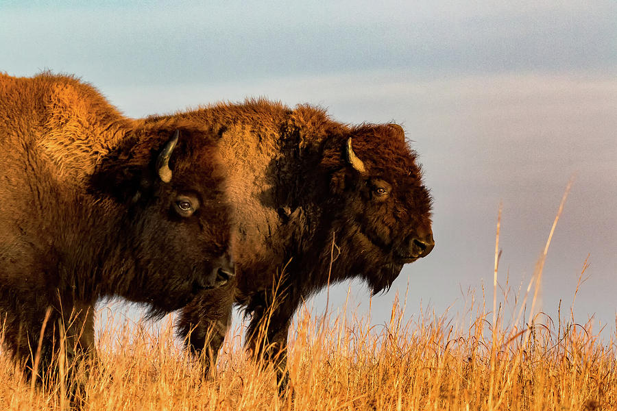 Bison Pair Photograph by Jay Stockhaus