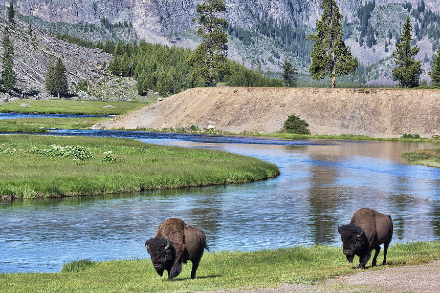 Yellowstone National Park Photograph - Bison Pair by Michelle Tinger