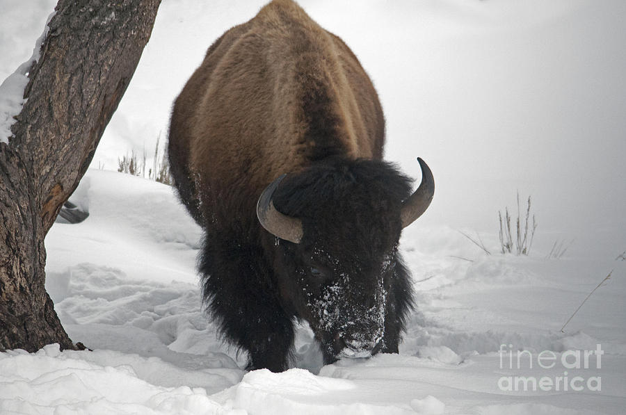 Bison pawing the snow Photograph by Cindy Murphy - NightVisions