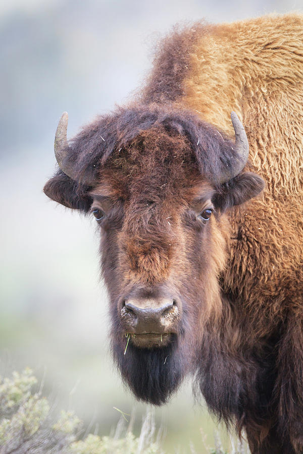 Bison Portrait Photograph by Jack Bell