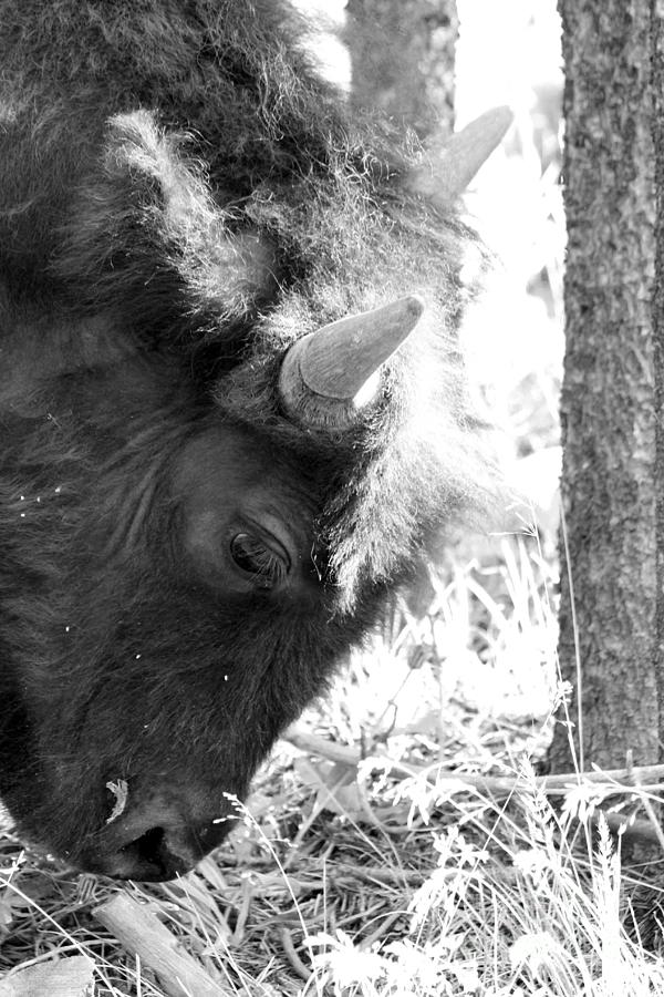 Bison Portrait Monochrome Photograph by Christiane Schulze Art And Photography