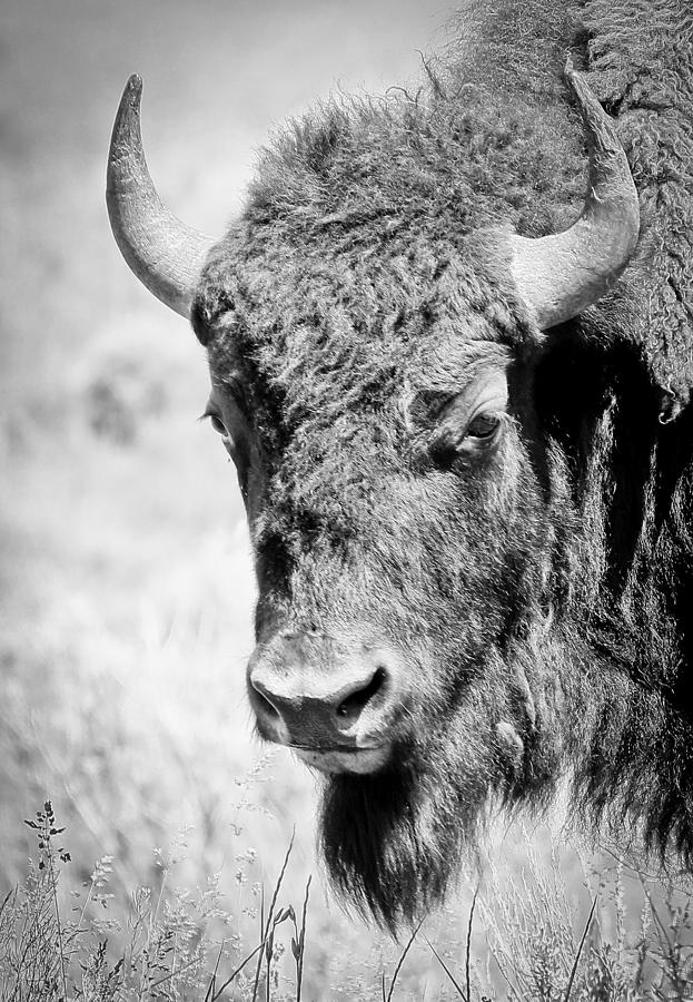 Bison Profile BW Photograph by Athena Mckinzie | Fine Art America
