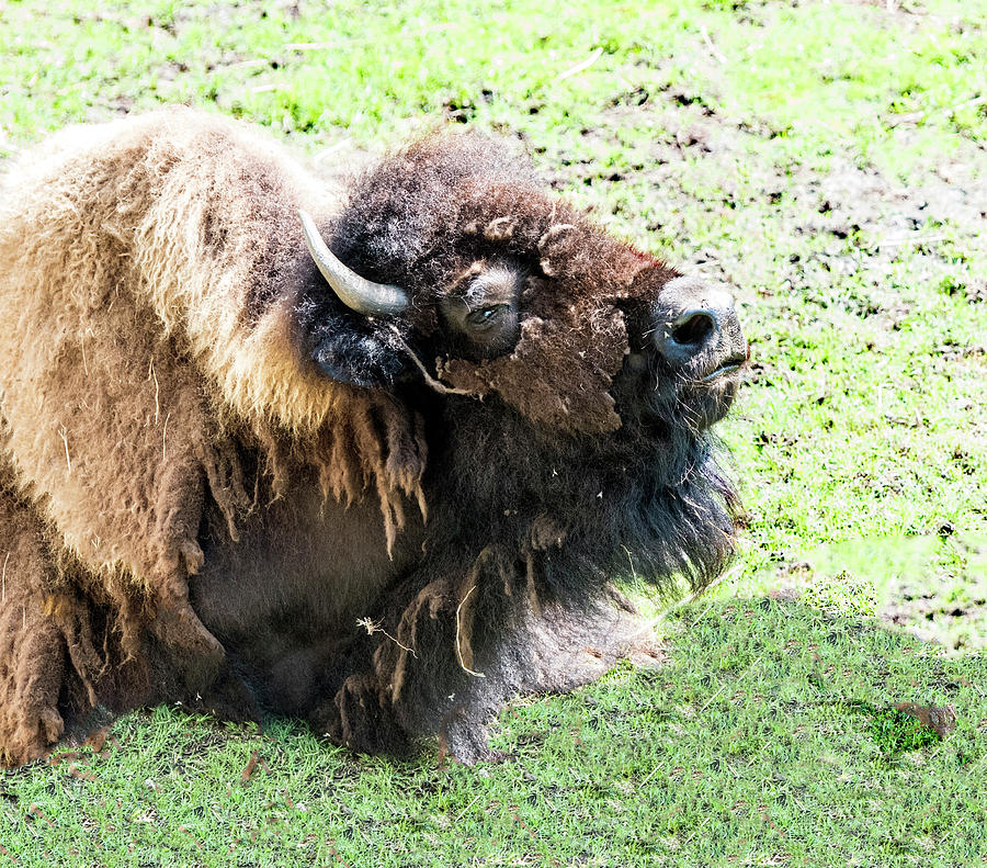 Bison Profile Photograph by William Bitman