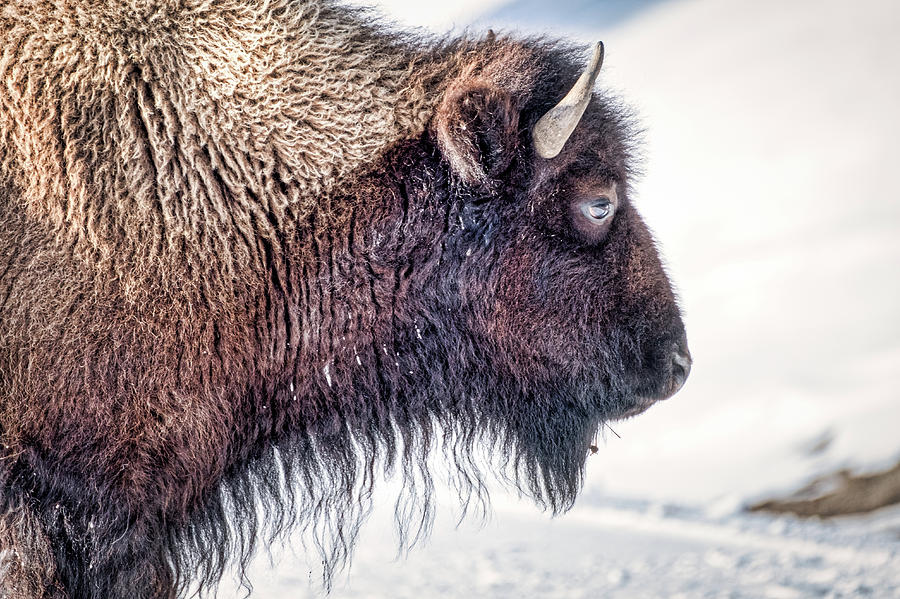 Bison Profile - Yellowstone Photograph by Stuart Litoff