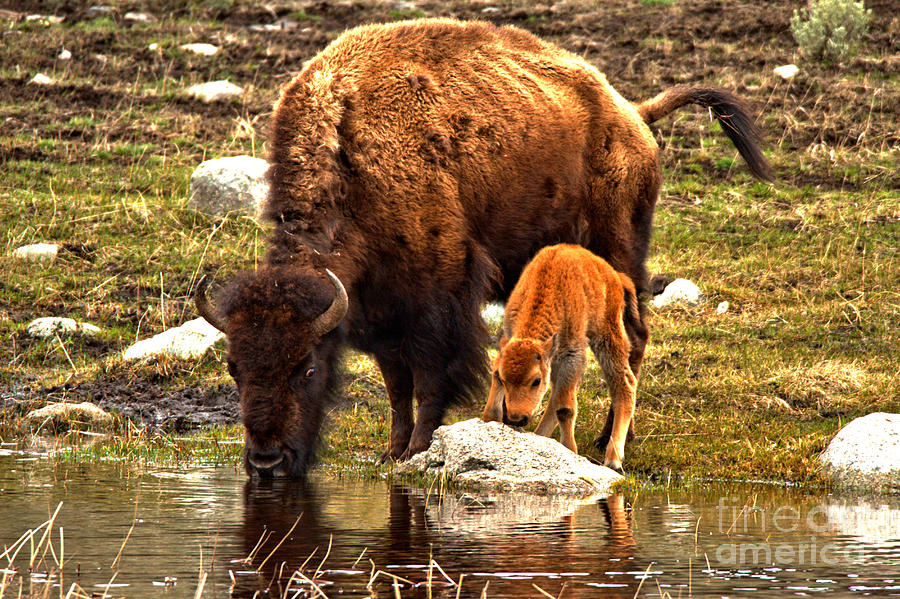 Yellowstone National Park Photograph - Bison Red Dog With Mom by Adam Jewell