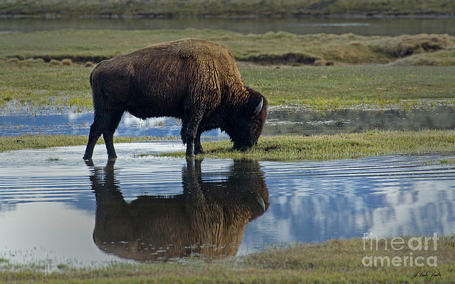 Bison Reflection-Signed-#4661 Photograph by J L Woody Wooden