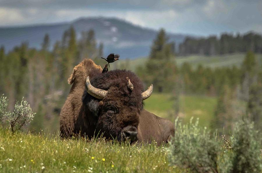 Bison Rest Photograph by Peter Mangolds - Fine Art America