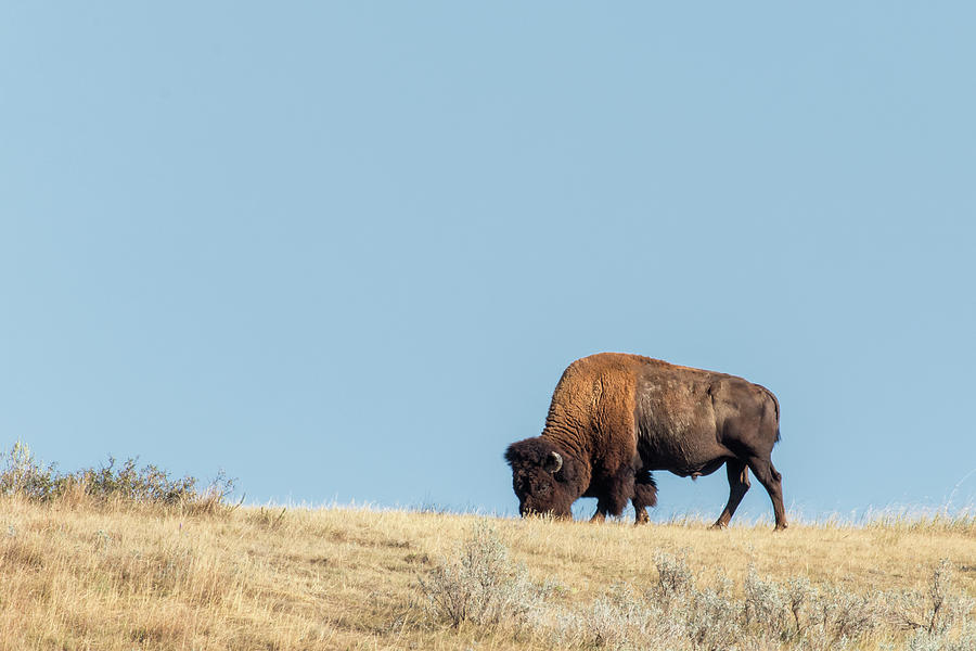Bison Ridge Photograph by Jurgen Lorenzen