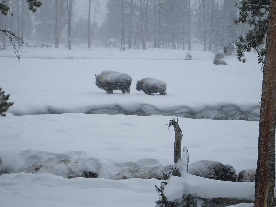 Yellowstone National Park Photograph - Bison Roaming by Chris Lynch